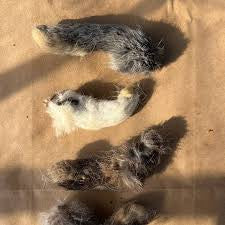 Raised Rabbit NH Farm