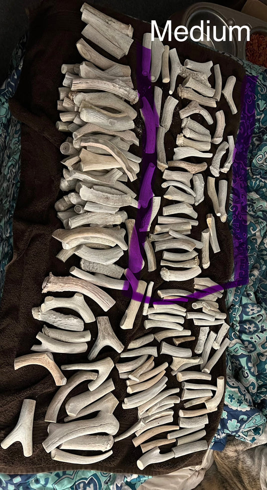 Deer Antler (Sheds)