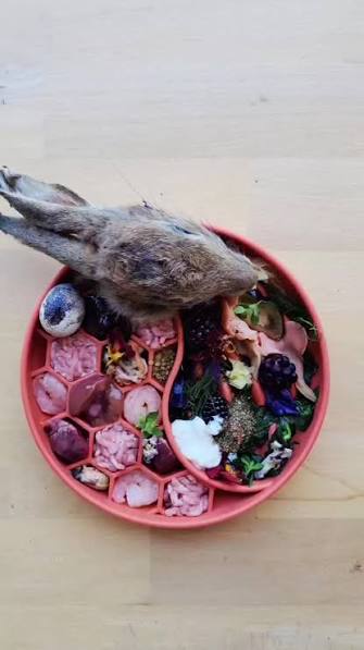 Raised Rabbit NH Farm