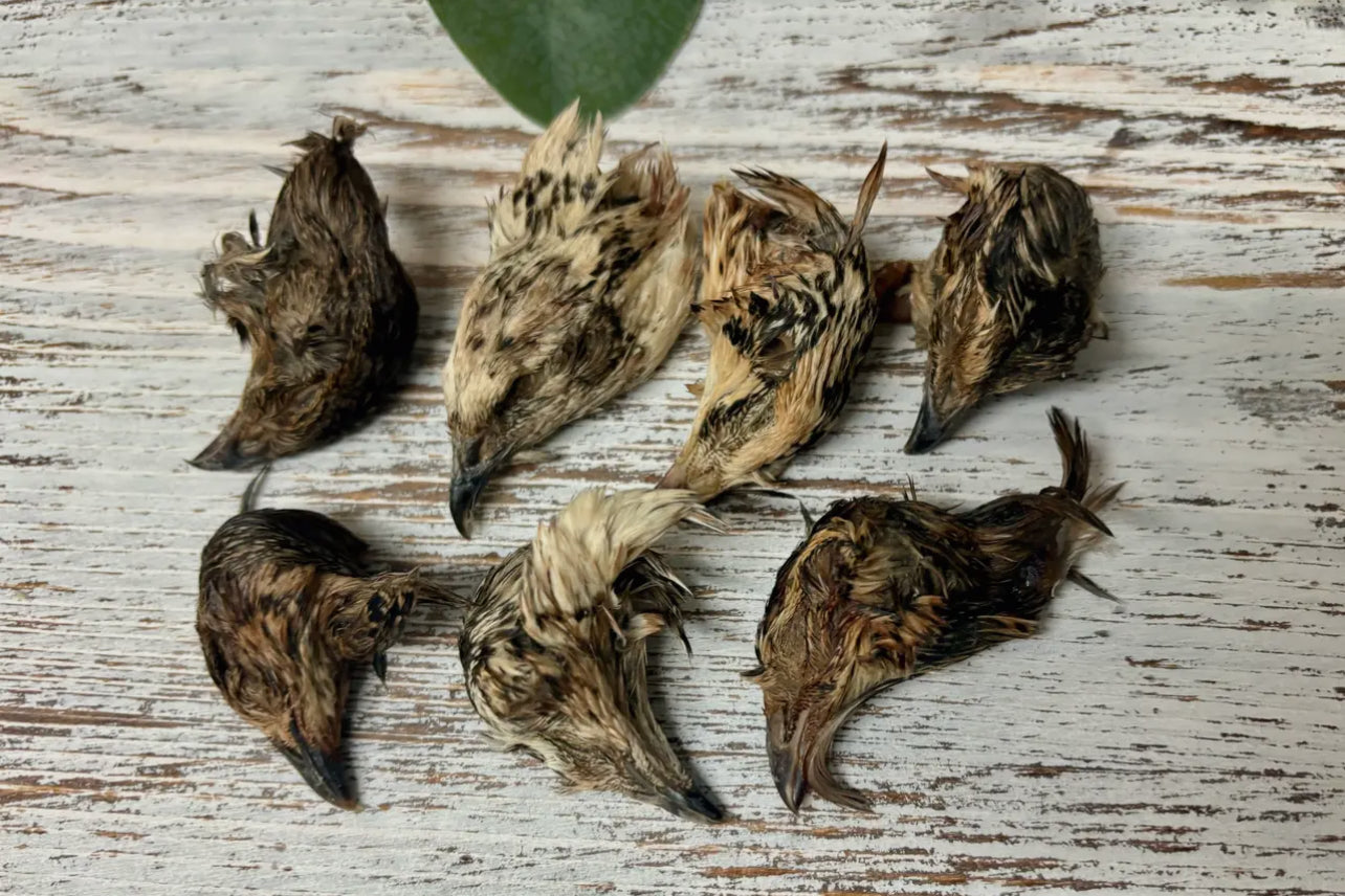 NH Farm-Raised Quail Heads (Dehydrated)