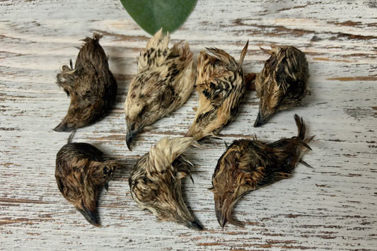 NH Farm-Raised Quail Heads (Dehydrated)