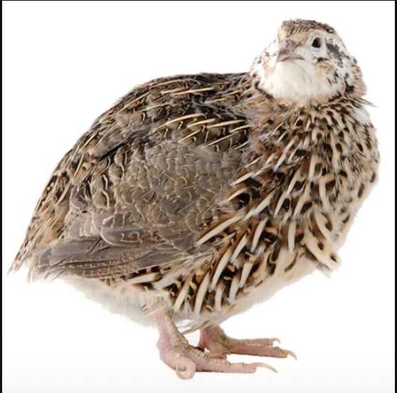 NH Farm-Raised Whole Prey Quail (Frozen)