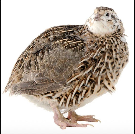 NH Farm-Raised Whole Prey Quail (Frozen)