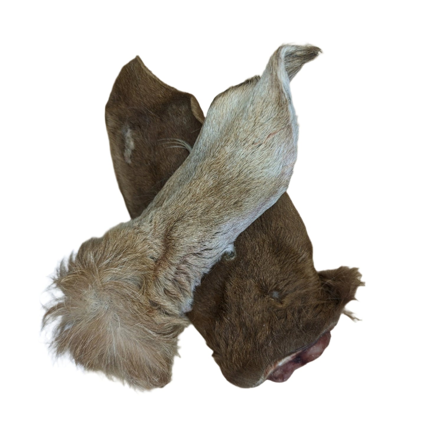 Goat Ear/Tail NH & VT Farm Raised